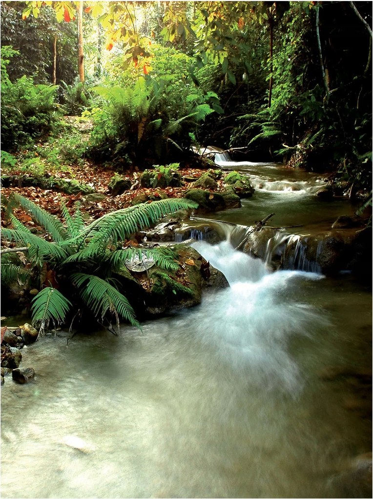 Fotótapéta erdő fák fotótapéta falra 206 x