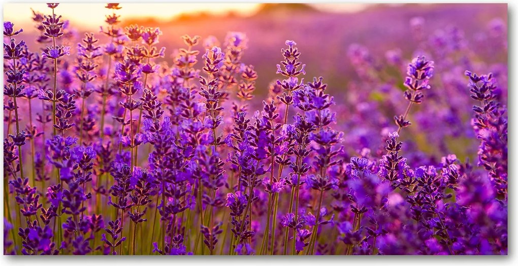 Fotó kép edzett üveg Levendula mező 140x70