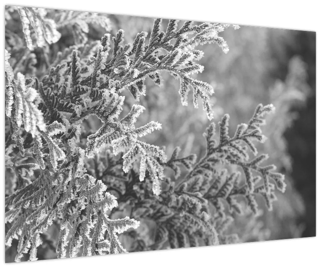 Kép - Lucfenyő erdő (90x60 cm)