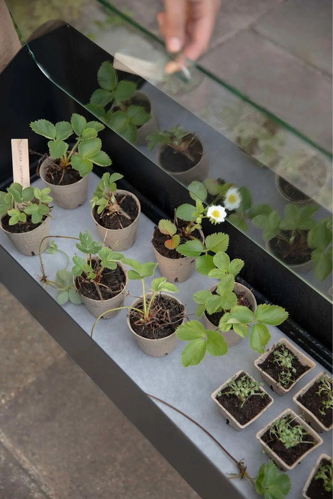 Simply Grow otthoni virágágyás takaróüveggel - Eva Solo