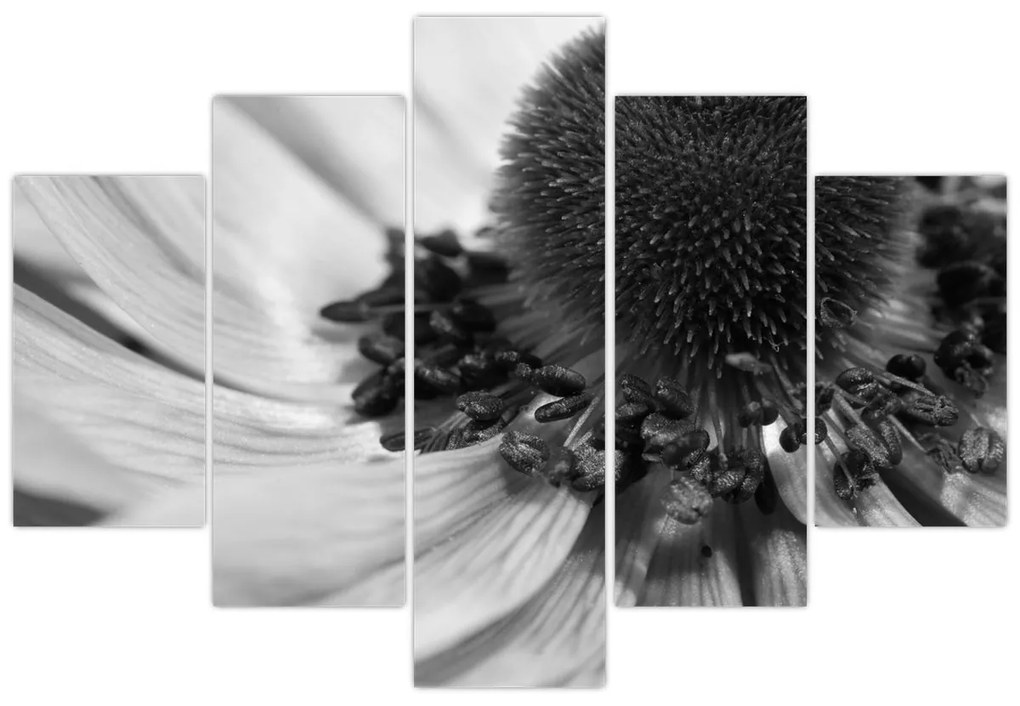 Kép - Virág fekete-fehérben (150x105 cm)