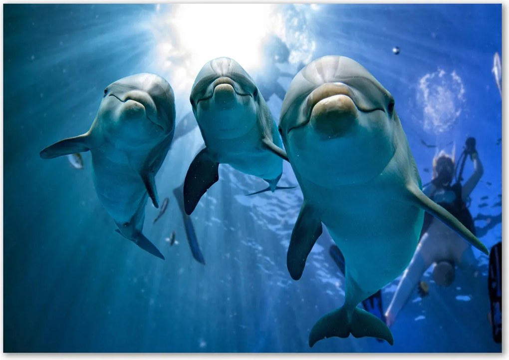 Lacobel a konyhapult felett Három delfin Ragasztó Ingyenes