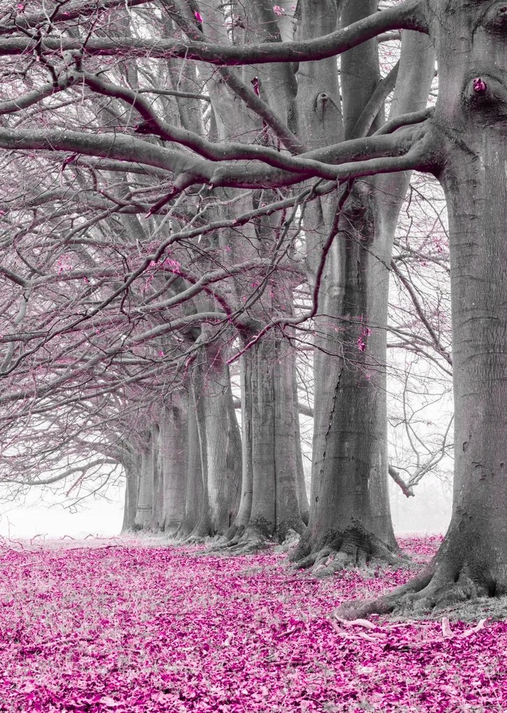 Poszter 64x90cm Fák egy sorban rózsaszín levelek, Assaf Frank