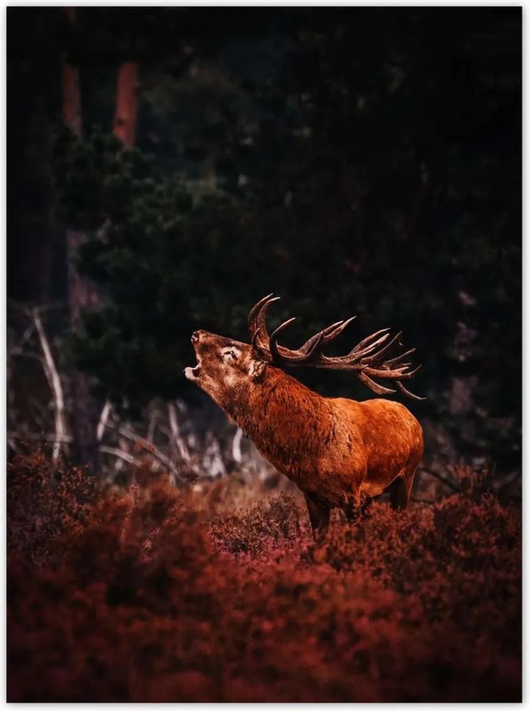 Poszterek 100x135 Szarvas az erdőben