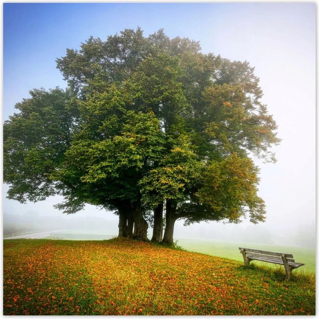 Poszterek 70x70 Tájkép paddal Fa