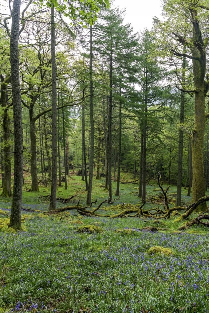 Poszter 30x45cm Fák az erdőben, Assaf Frank