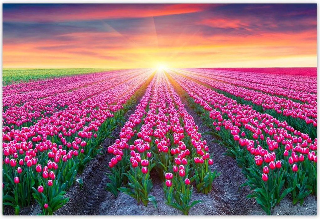Poszterek 200x135 Tulipánok tengere Virágok