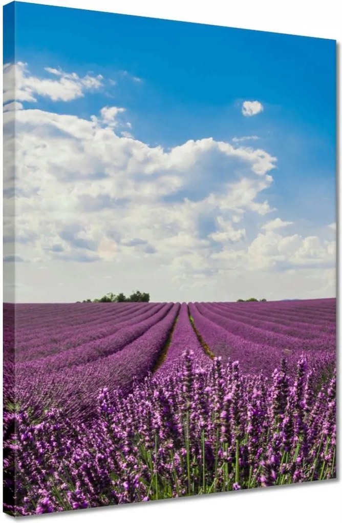 Vászonkép 30x40 Levendulamező Levendula