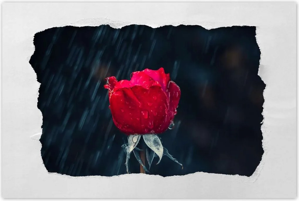 Plakátok 90x60 Rózsa Virág Virágok Rózsák