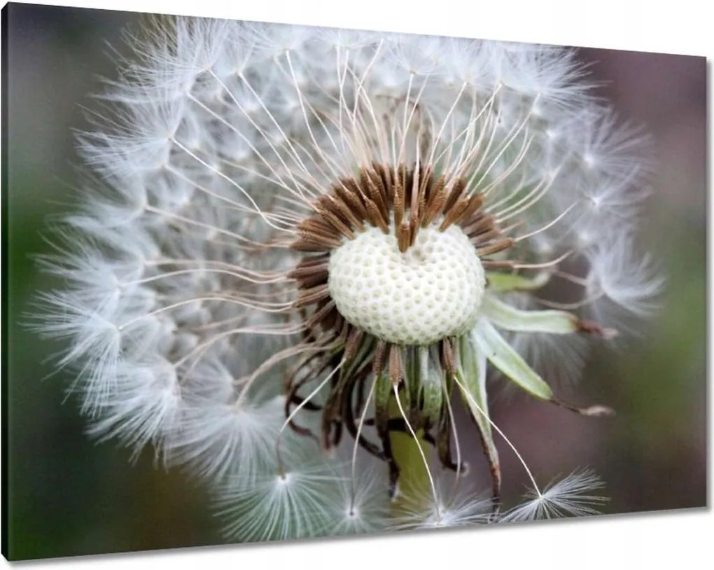 Vászonkép 100x70 Pitypang Virág Virágok