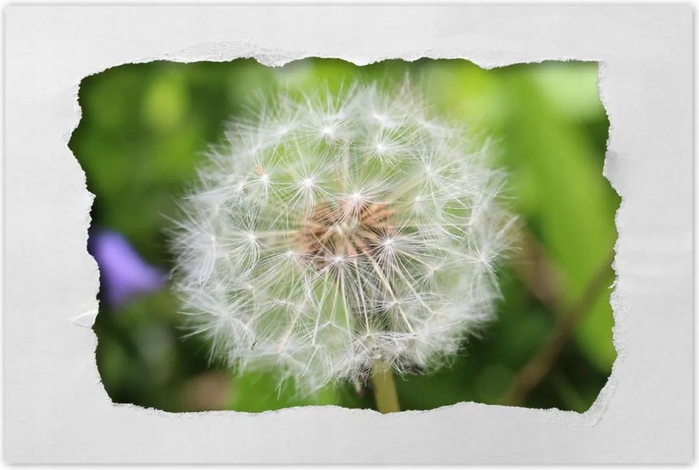 Poszterek 90x60 Pitypang Virág Virágok