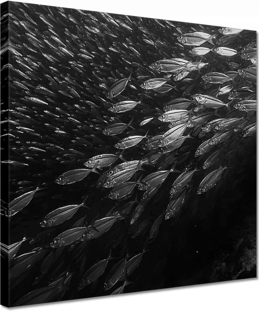 Vászonkép 30x30 Nagy halak a tengerben