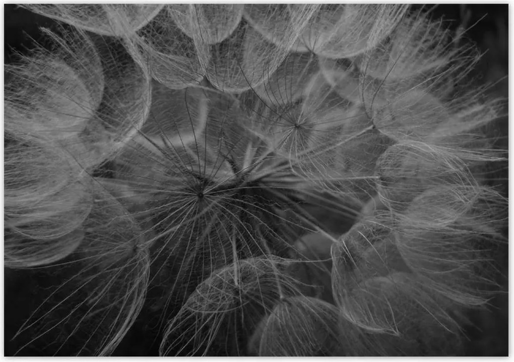 Poszterek 100x70 Pitypang Virág Virágok