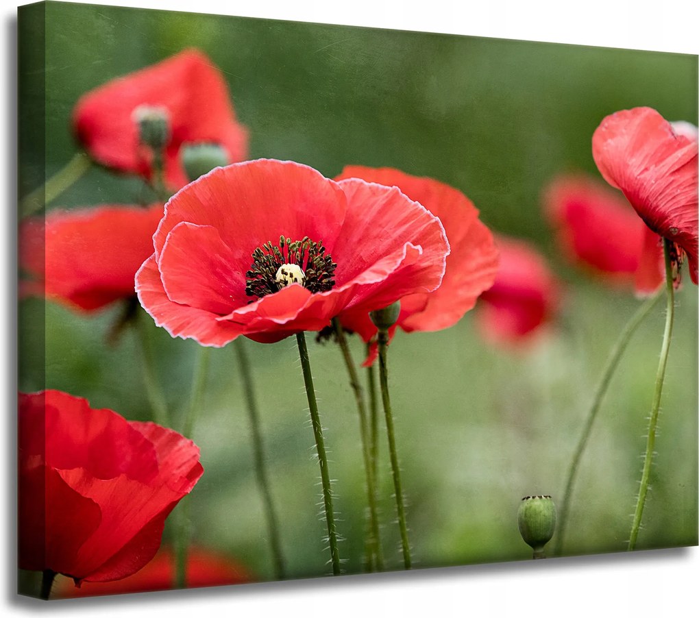 Botanika Vászonkép Piros pipacs 40x30 cm