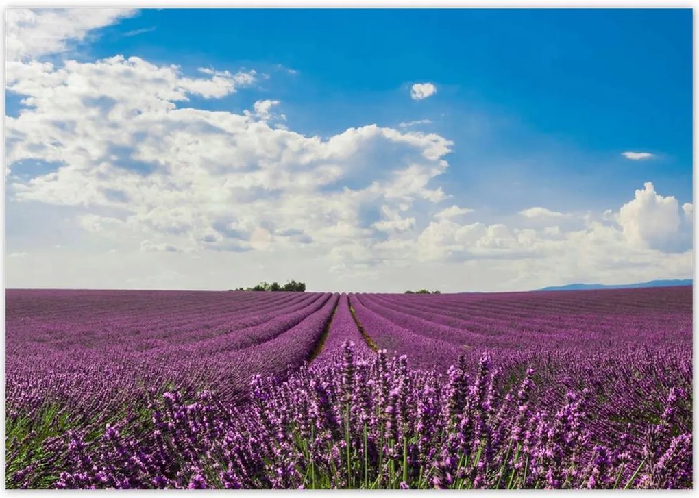 Poszterek 100x70 Levendulamező Levendula