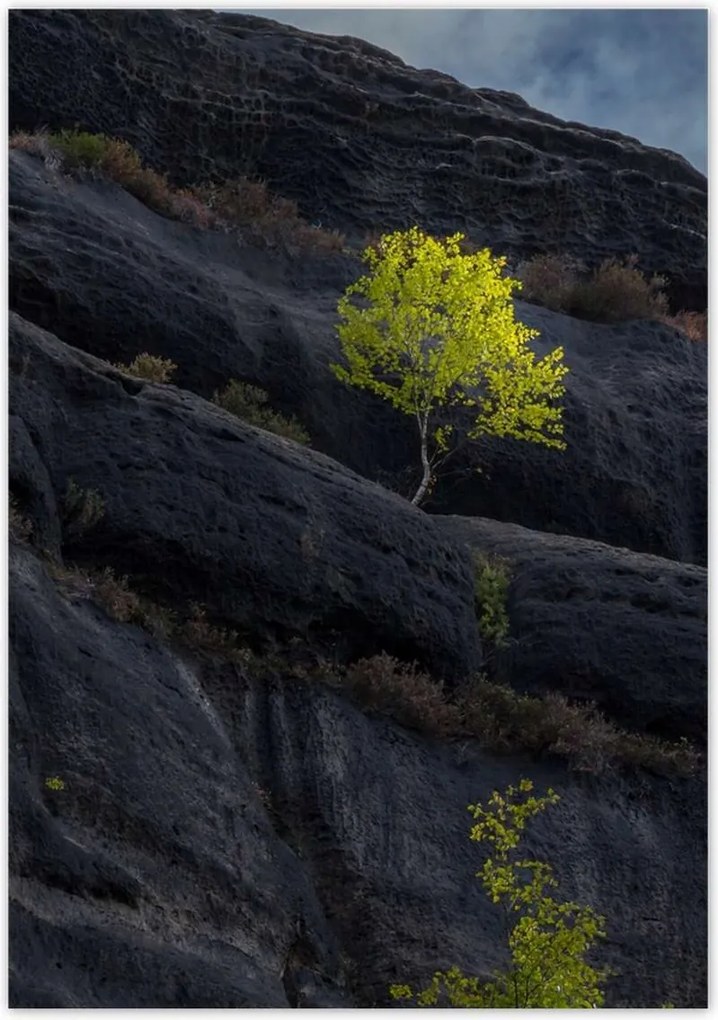 Poszterek 70x100 Fa Kilátás