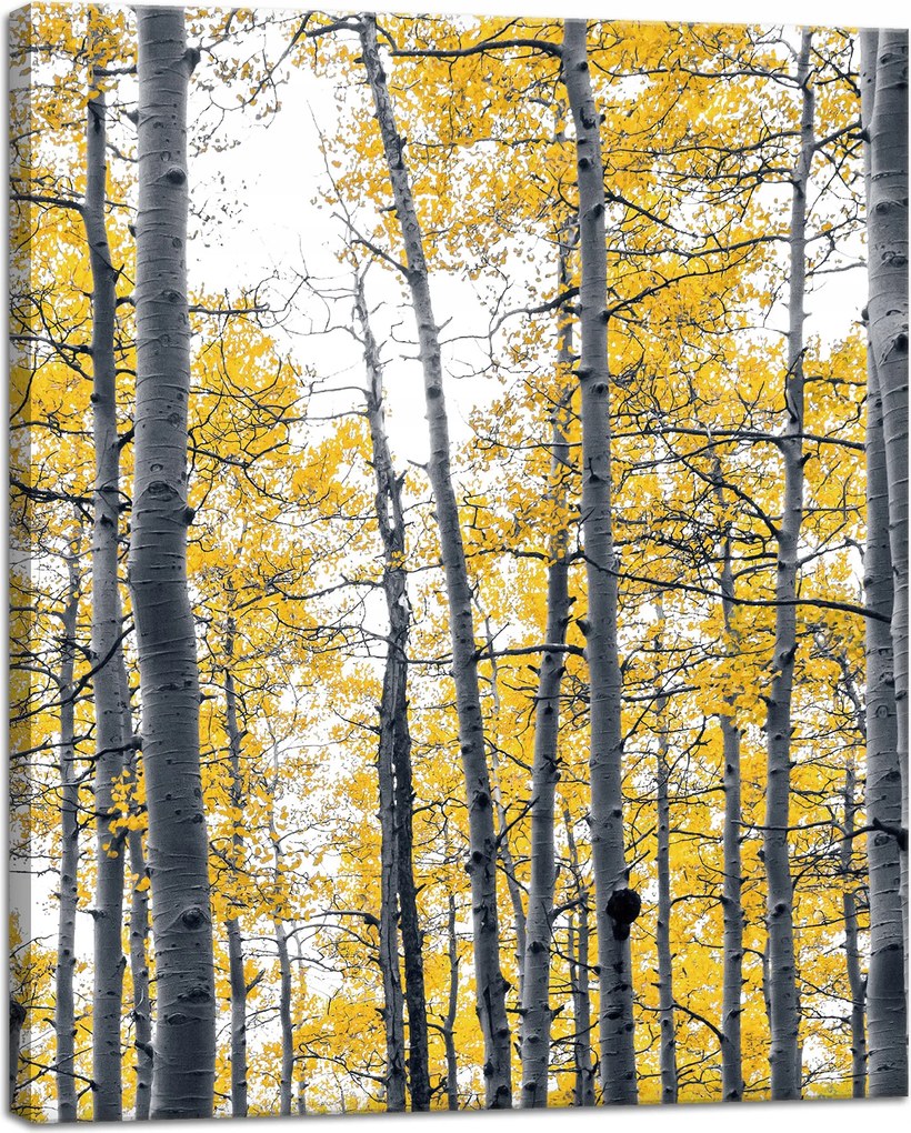 Vászonkép Nyírfák Sárga levelek Természet Tavasz 40x50 cm
