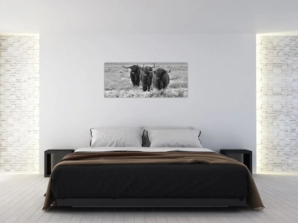 Kép - Skót tehenek (120x50 cm)