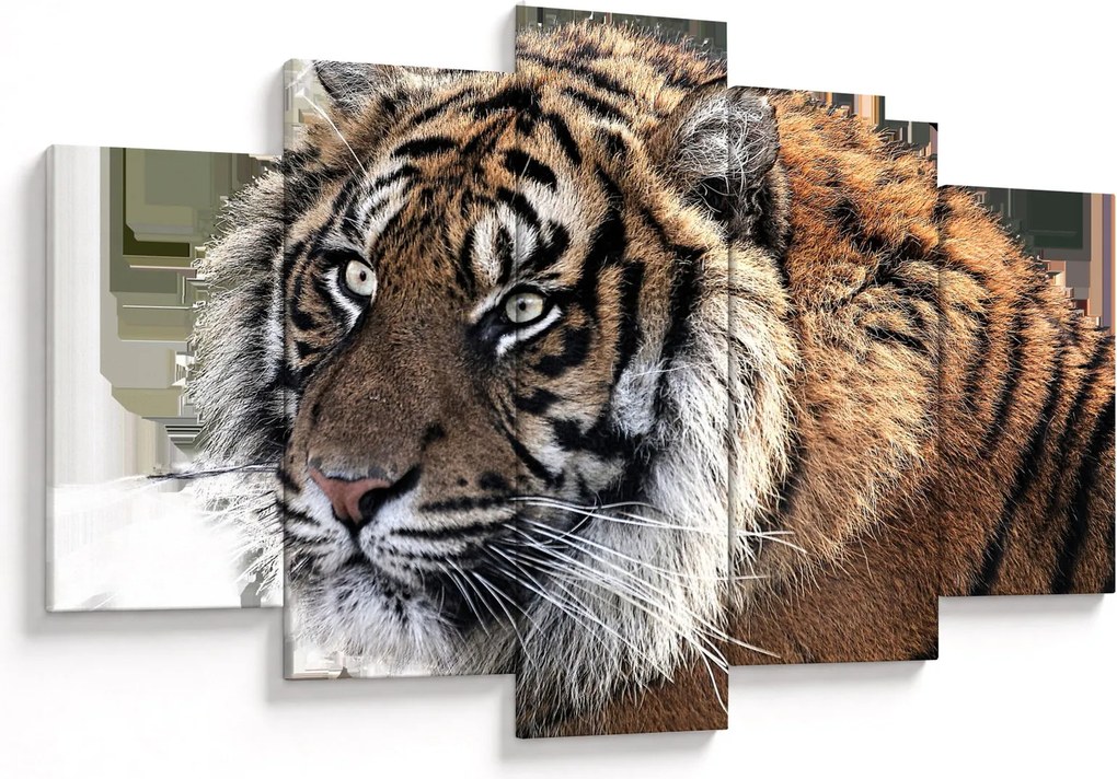 Tigris képe (150x105 cm)