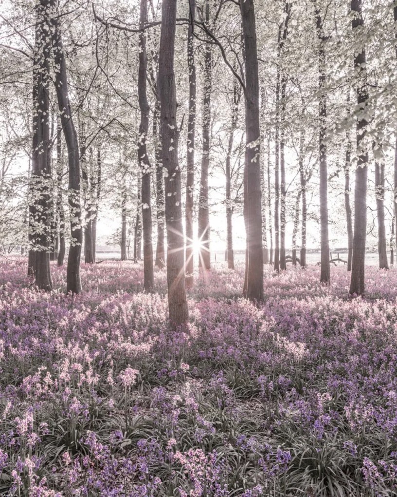 Poszter 40x50cm Bluebell erdő tavasszal naplementekor, Assaf Frank