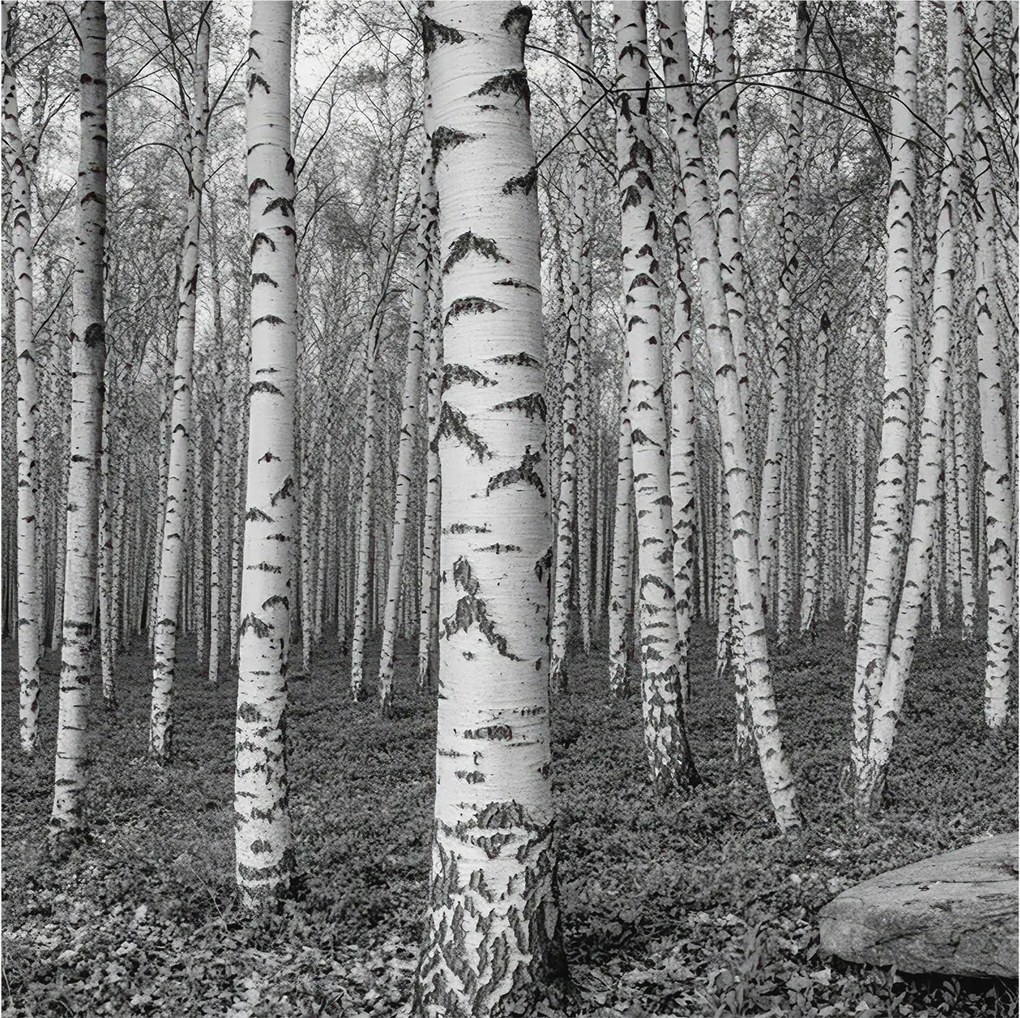 Dekoratív Fotótapéta Hálószobába Nyírerdő 250x250 Ragasztó