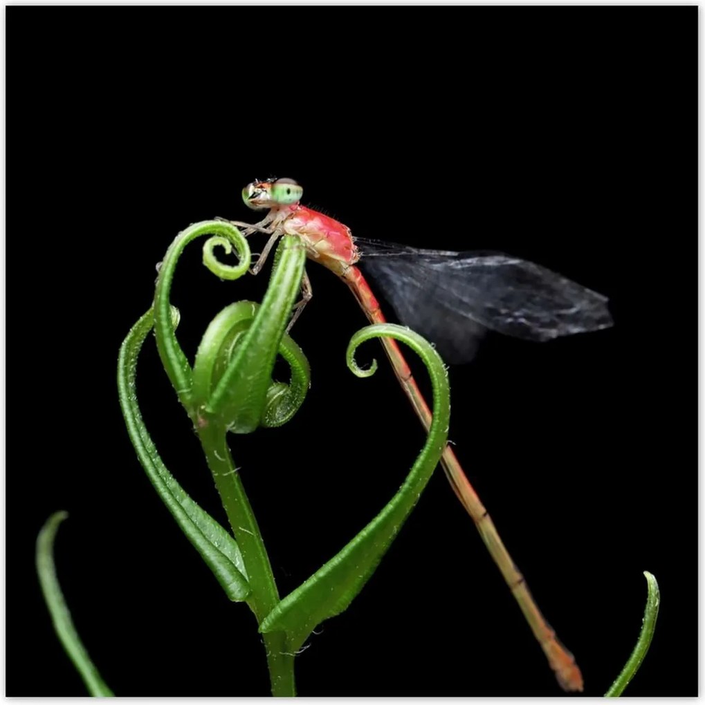 Poszterek 100x100 Szitakötő a zöld levélen