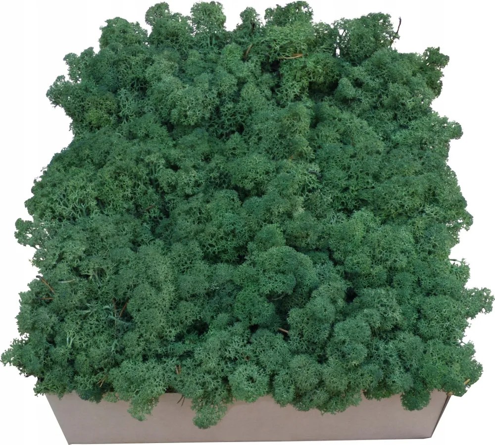 Moha Chrobotek Közepes zöld karton 600g