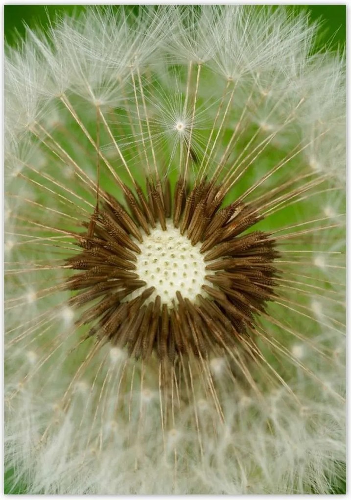 Poszterek 70x100 Pitypang Virág Virágok