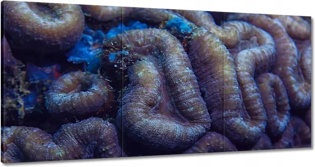 Képek 180x90 Vad natura az óceánban