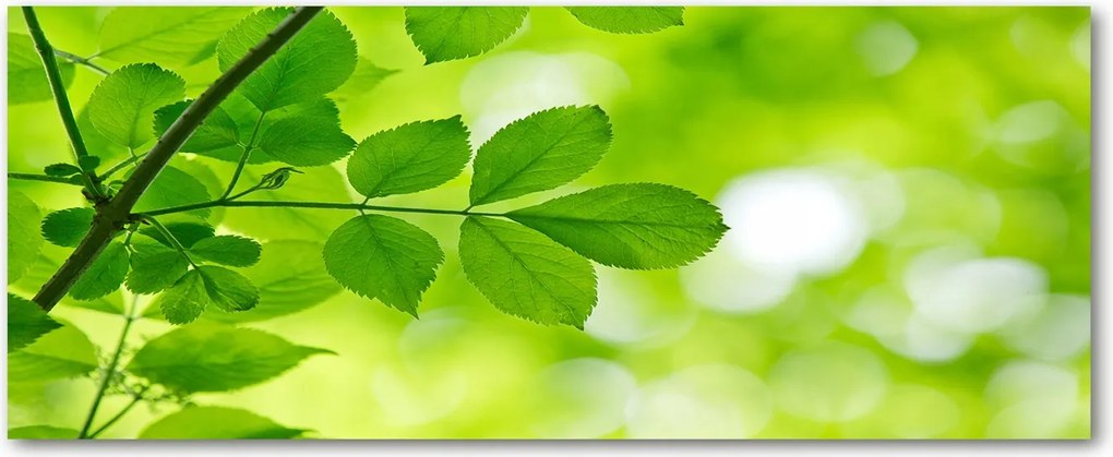 Védő üveg konyhai panel Zöld levelek XXL