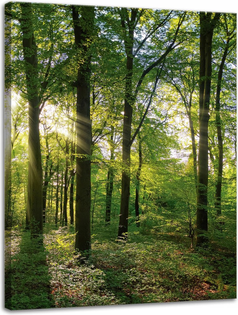 Vászonkép Nap Erdő Fák Fénysugarak 30x40 cm