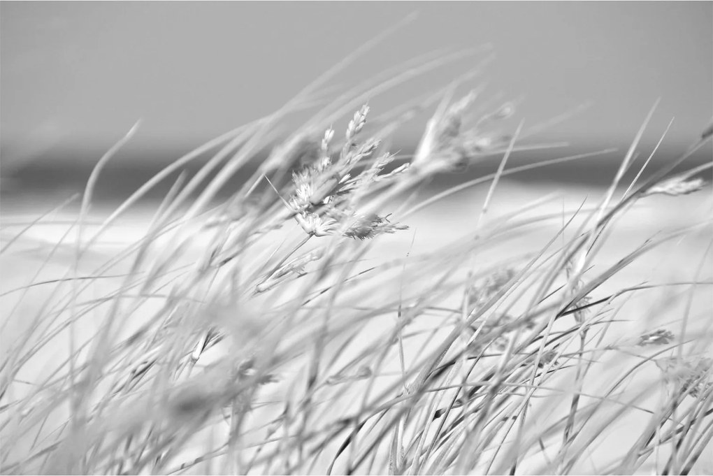 Kép - Strandfű (90x60 cm)