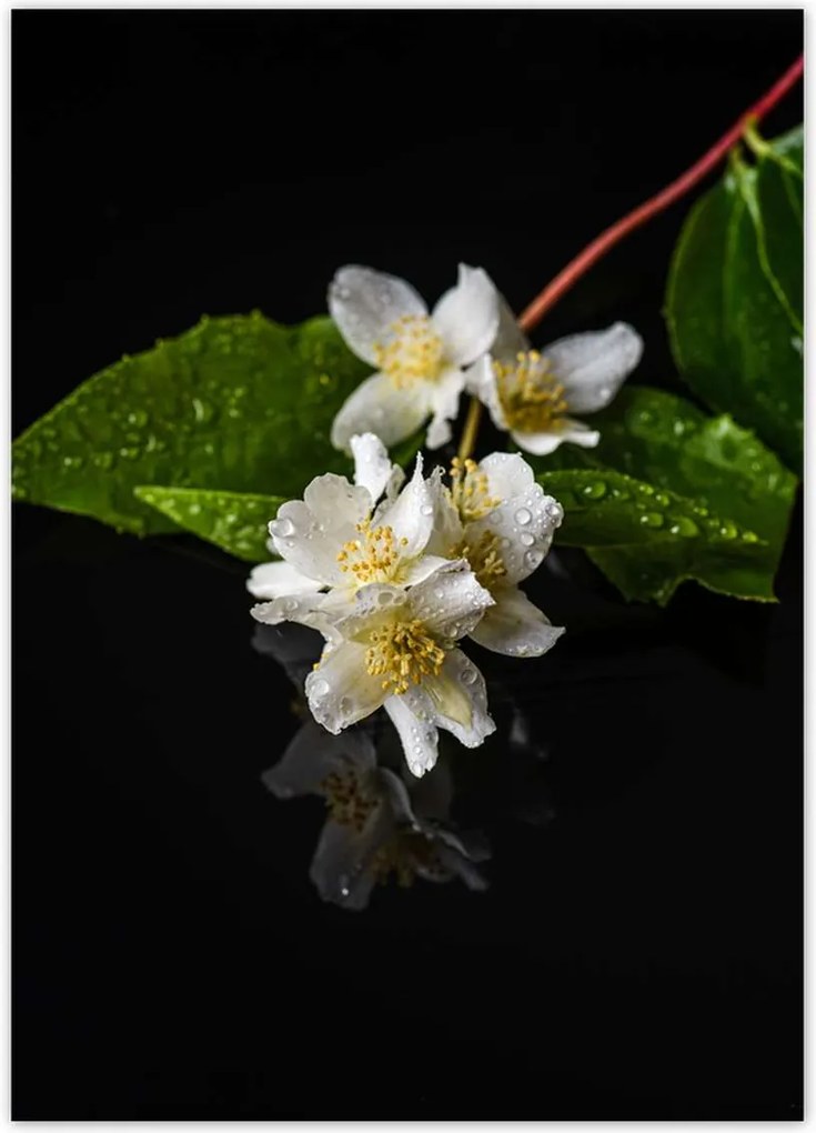 Poszter 50x70 Fehér jázmin virág