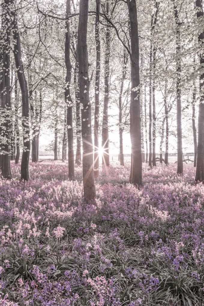 Poszter 40x60cm Bluebell erdő tavasszal naplementekor, Assaf Frank