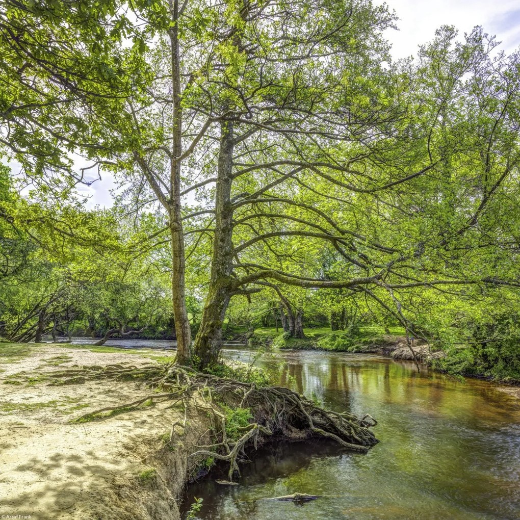 Poszter 30x30cm Tó az erdőben 2, Assaf Frank