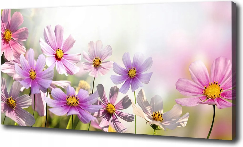 Vászonkép Virágok a réten 120x60 cm