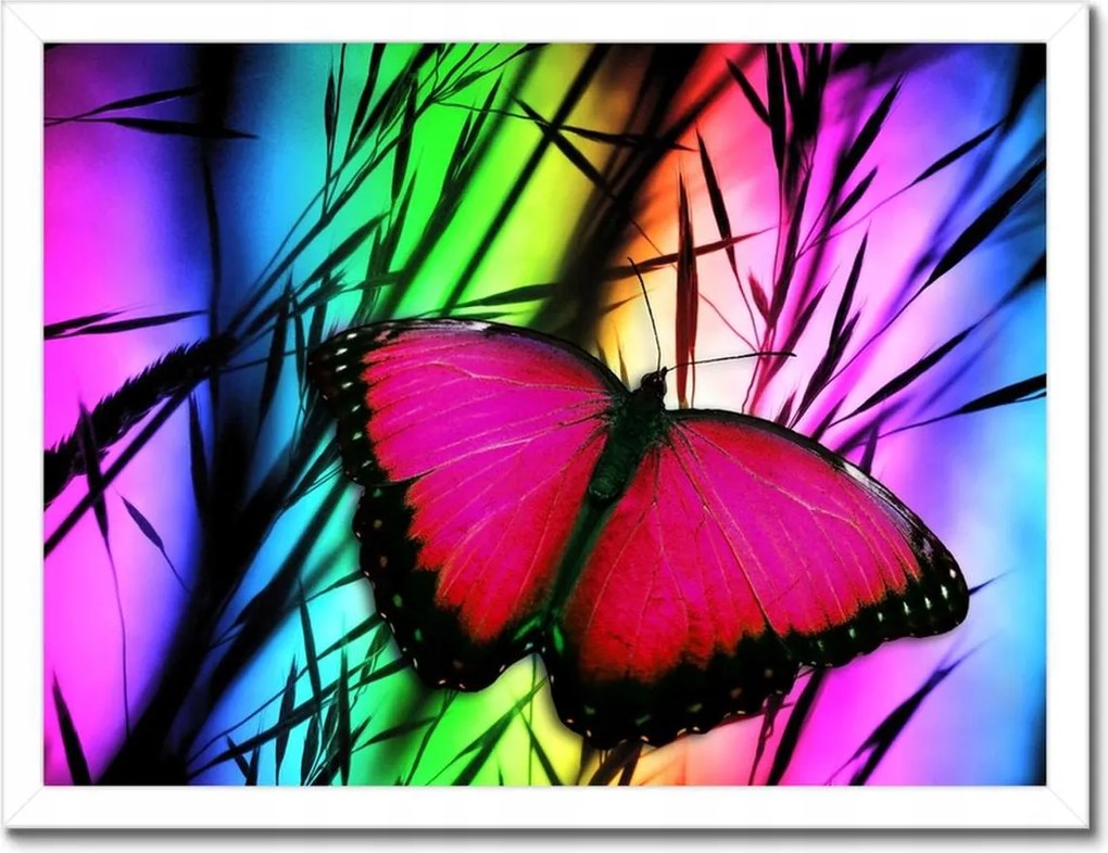 Poszterek keretben 40x30 Pillangó