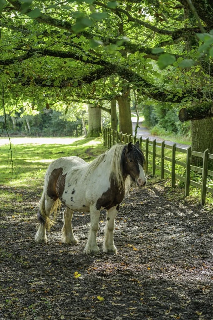 Poszter 40x60cm Ló a farmon, Assaf Frank