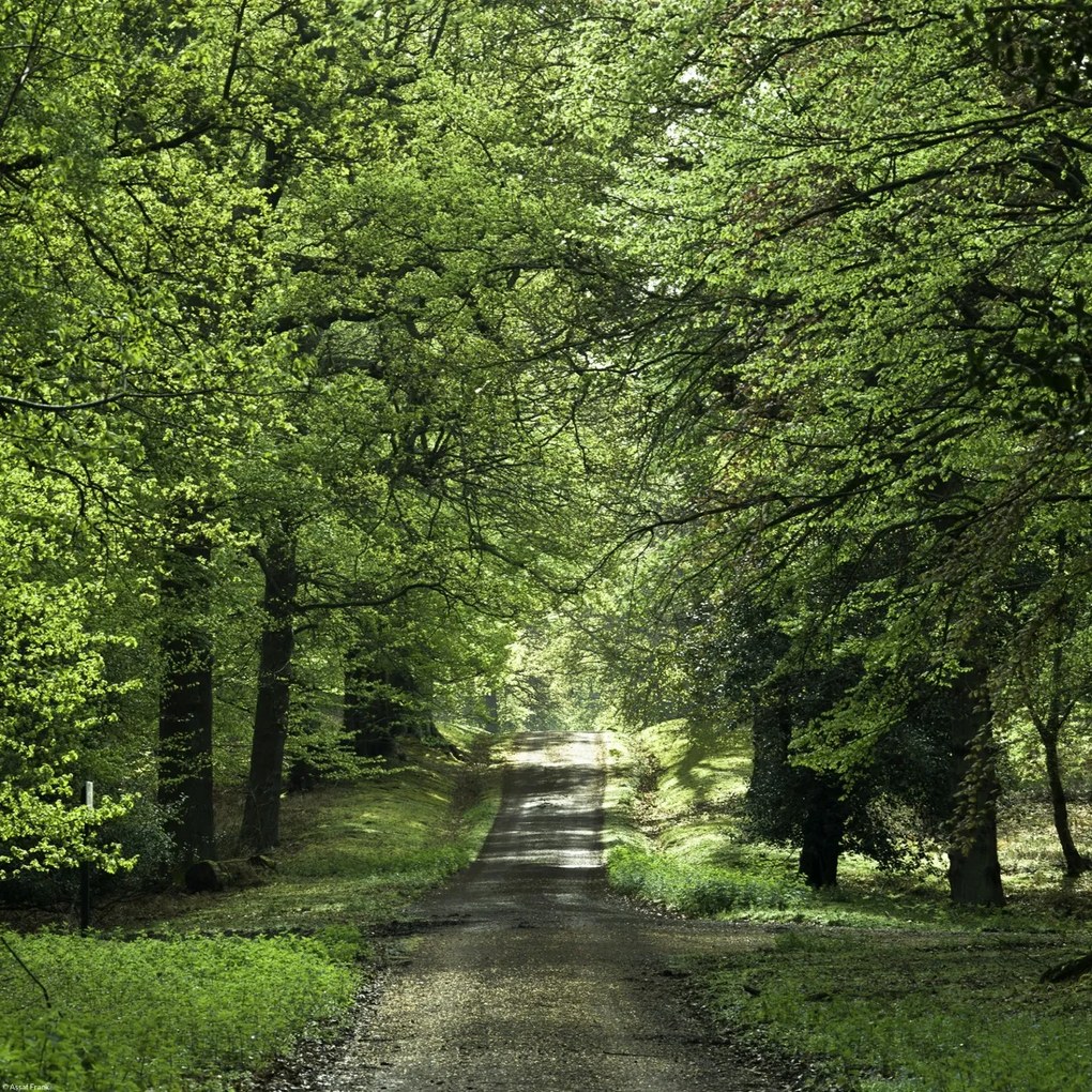 Poszter 40x40cm Tavaszi erdei ösvény, Assaf Frank