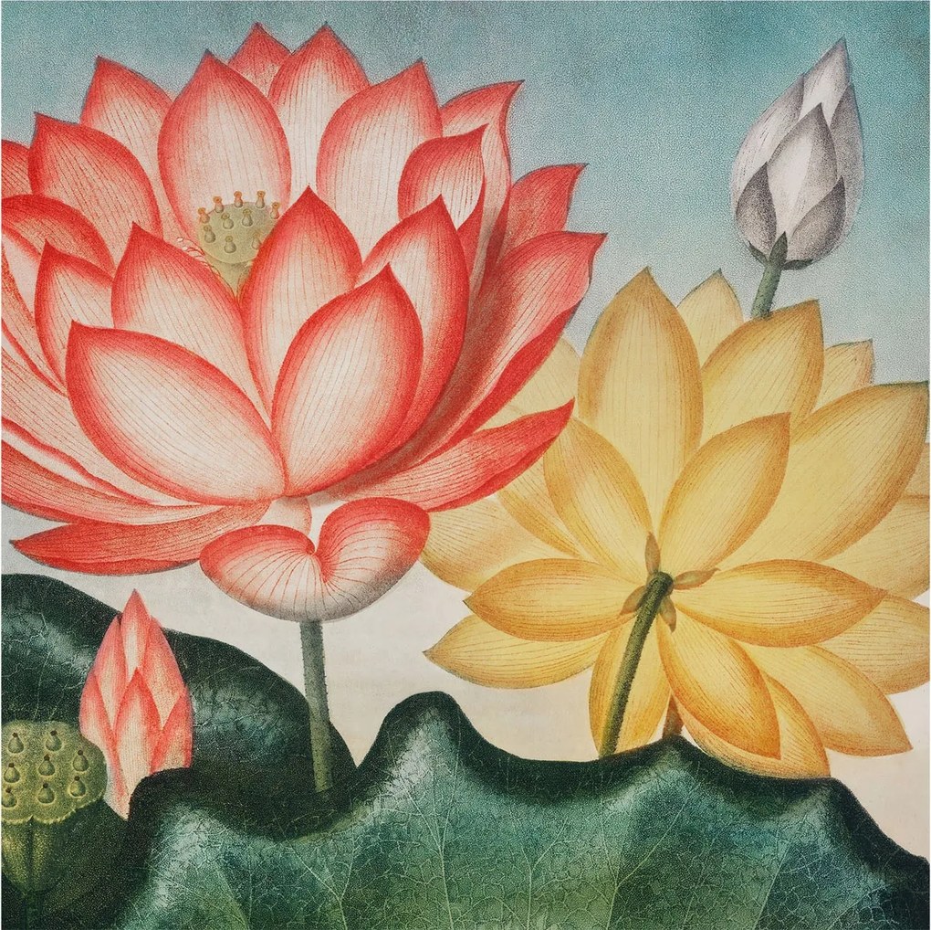 Dekoratív fotótapéta Falra Könnyű összeszerelés Lótusz virágok 250x250 Ragasztó