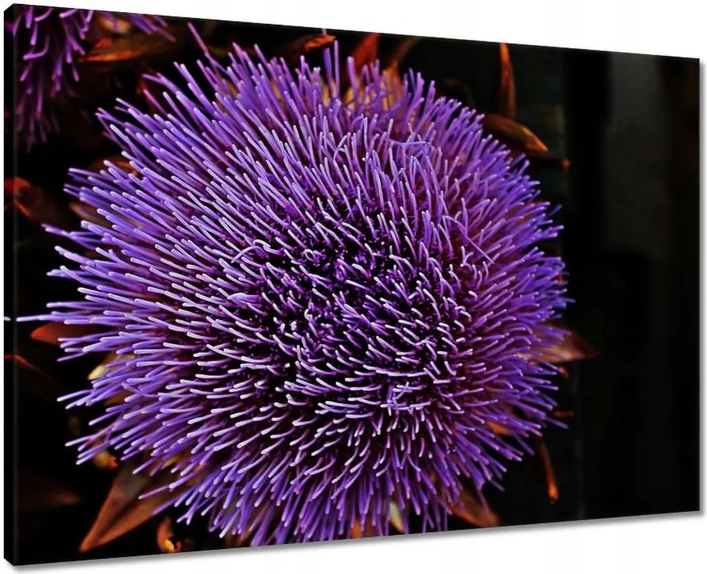 Vászonkép 70x50 Virág Lila Csipkebogyó