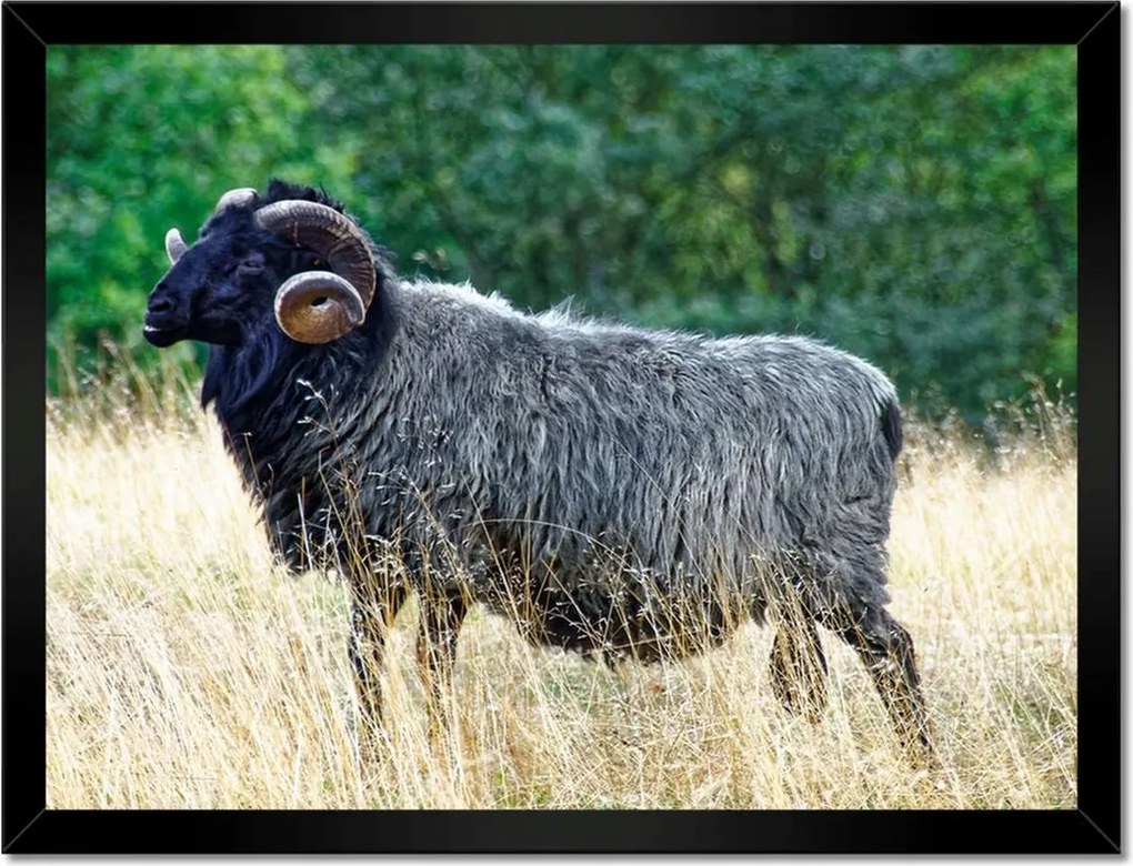 Poszterek keretben 40x30 Kos a csarnokban a hegyekben