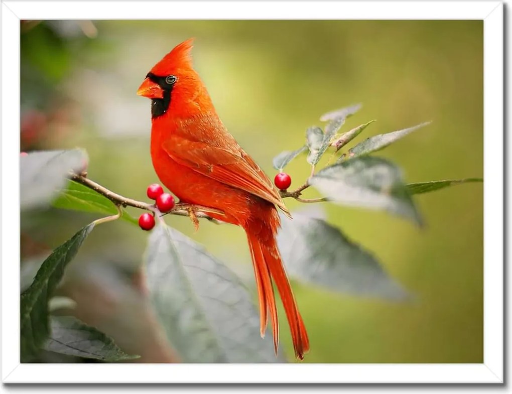 Poszterek keretben 40x30 Madarak