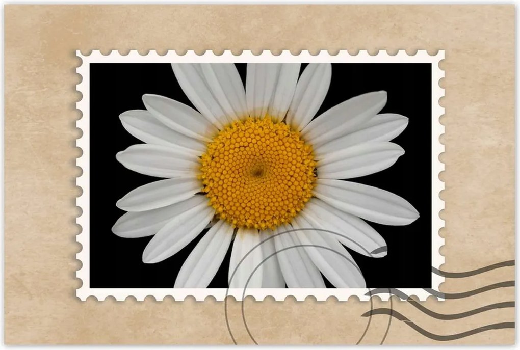 Poszterek 120x80 Fehér kamillavirágok