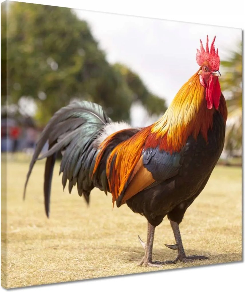 Vászonkép 40x40 Kakas