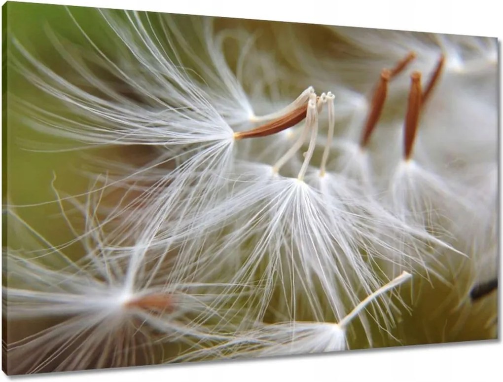 Vászonkép 90x60 Pitypang Virág Virágok