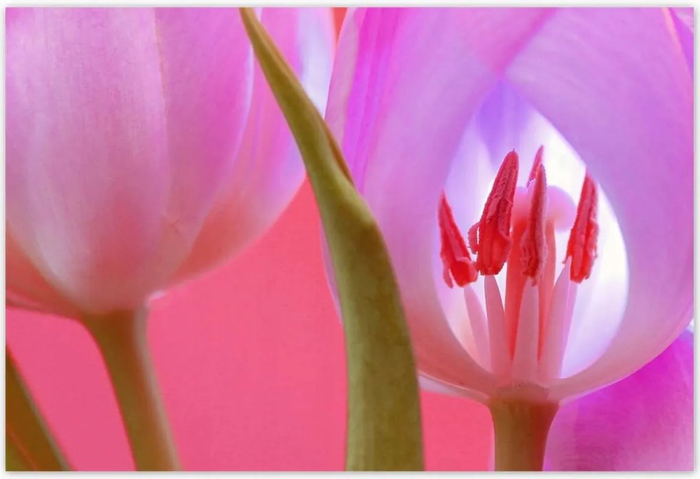 Poszterek 155x105 Rózsaszín tulipán