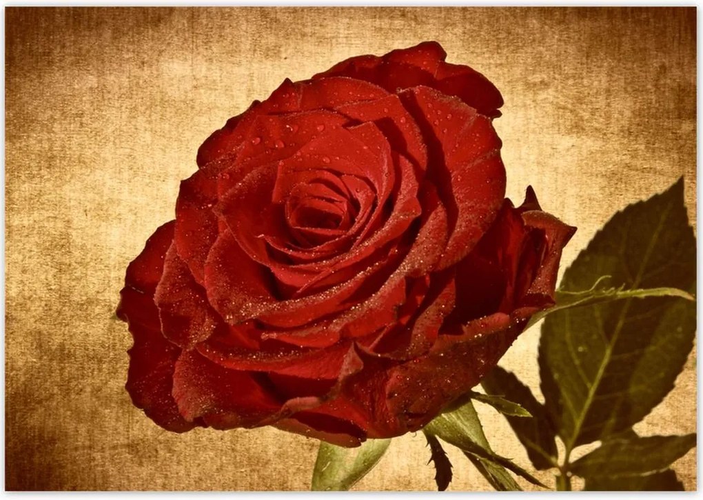 Poszterek 100x70 Rózsa a háttérben szépia