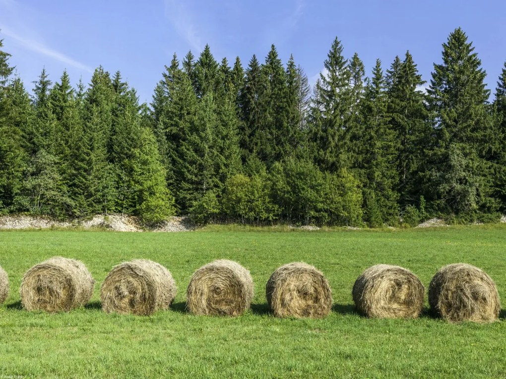 Poszter 40x30cm Szénakazalok a fűben, Assaf Frank
