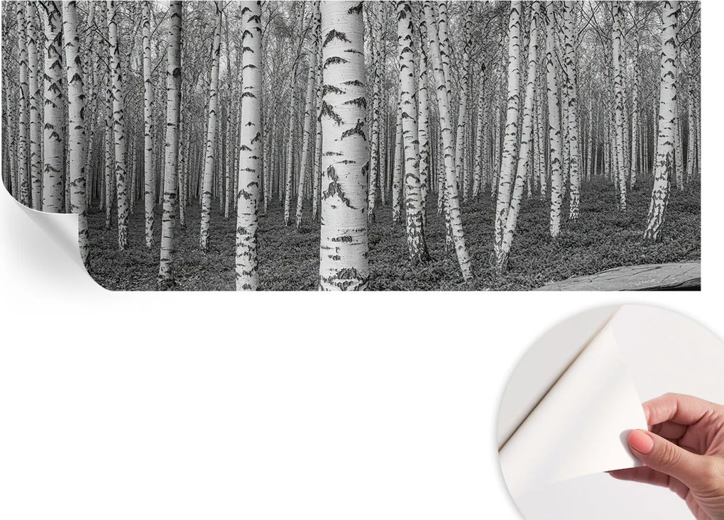 Fotótapéta Fali tapéta Hálószobába és Nappaliba Nyírerdő 250x104 cm